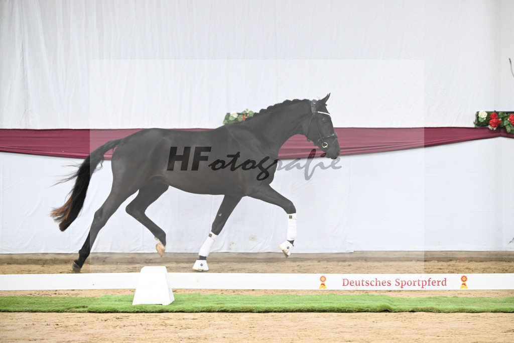 Kat-Nr. 110 Fanegro x Bon Coeur_ZG Schulze-Averdiek_47253501 | hf-fotografie - Realisiert mit Pictrs.com