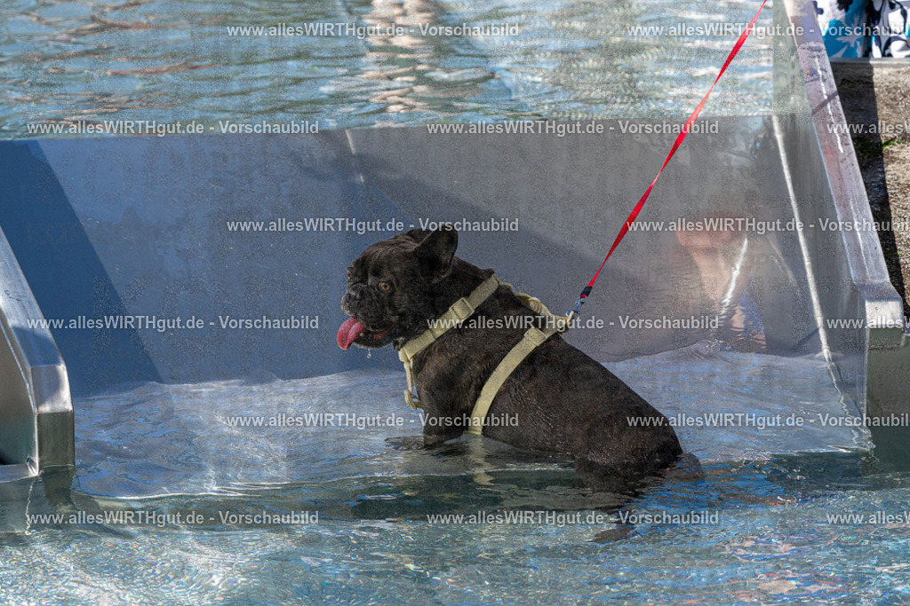 Hundeschwimmen_Volksbad_2026-allesWIRTHgut_Tierfotografie-2609061312-FAY06679 | Professionelle Tierfotografie in Mönchengladbach von Daniel Wirth (allesWIRTHgut). Liebevolle & natürliche Bilder von Hunden & Katzen für unvergessliche Erinnerungen.