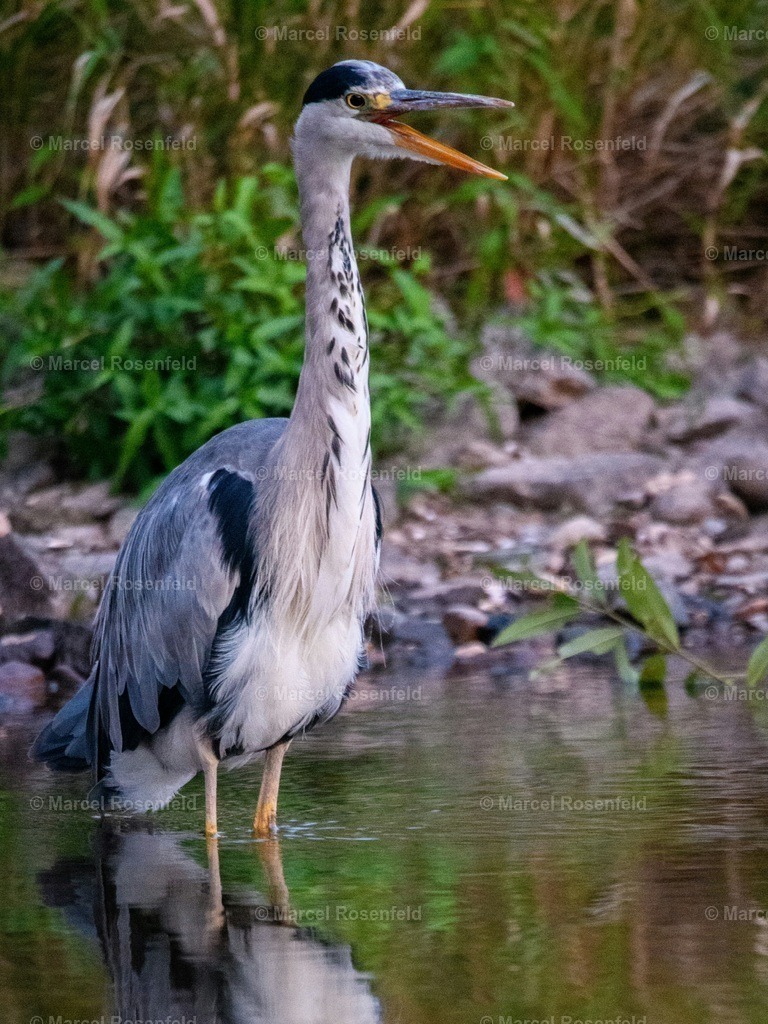_DSC9329 | foto-rosenfeld