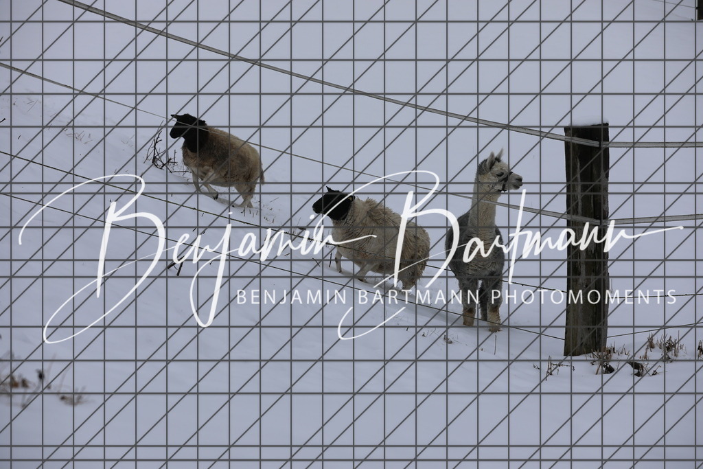 AZ2A3312 | Benjamin Bartmann Photomoments