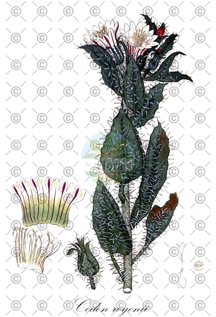 HistAbb_wfo-0000613996_1_ENZY_Simple | Historische Abbildung von Codon royenii - Boraginaceae | Historical Illustration of Codon royenii - Boraginaceae