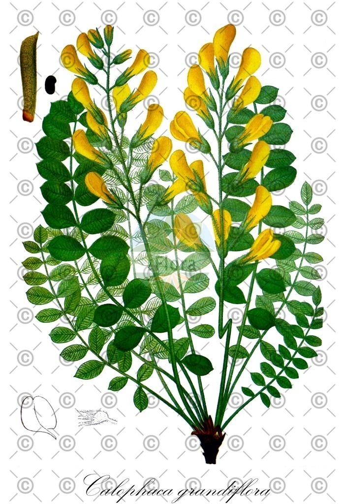 HistAbb_wfo-0000581397_1_ENZY_Simple | Historische Abbildung von Calophaca grandiflora - Fabaceae | Historical Illustration of Calophaca grandiflora - Fabaceae