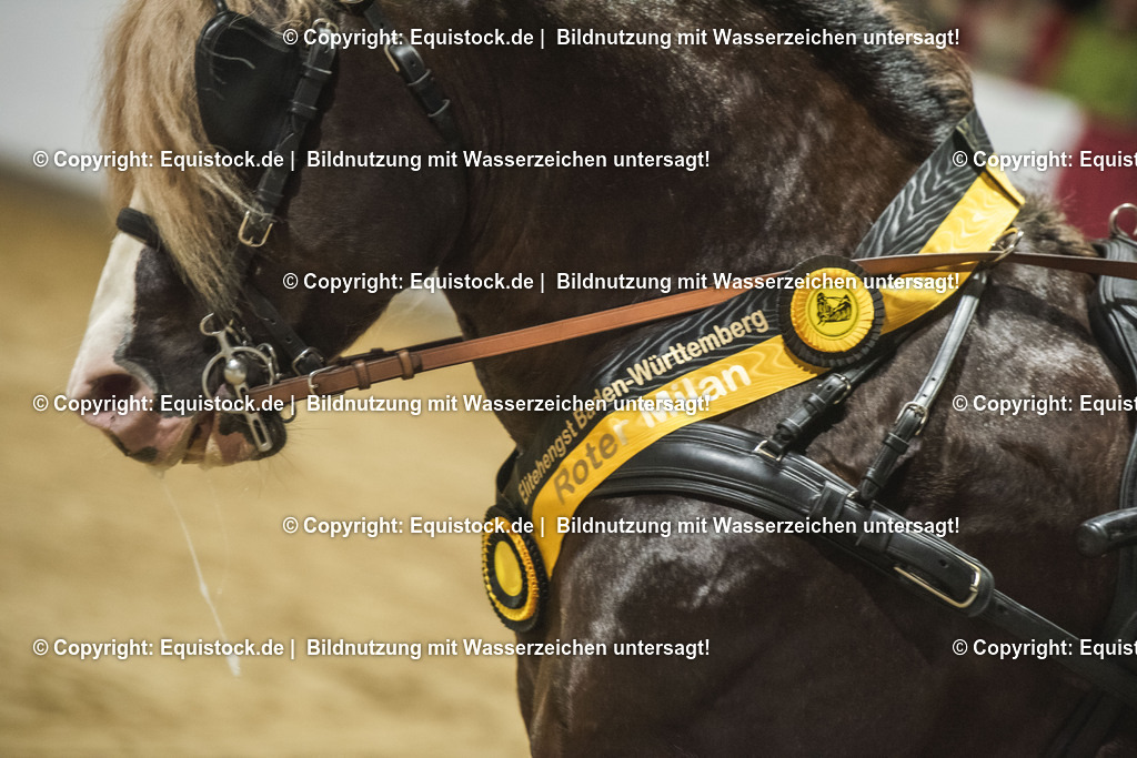 20240302_Hengstvorstellung_Marbach_TOMsPiC_0648 | equistock