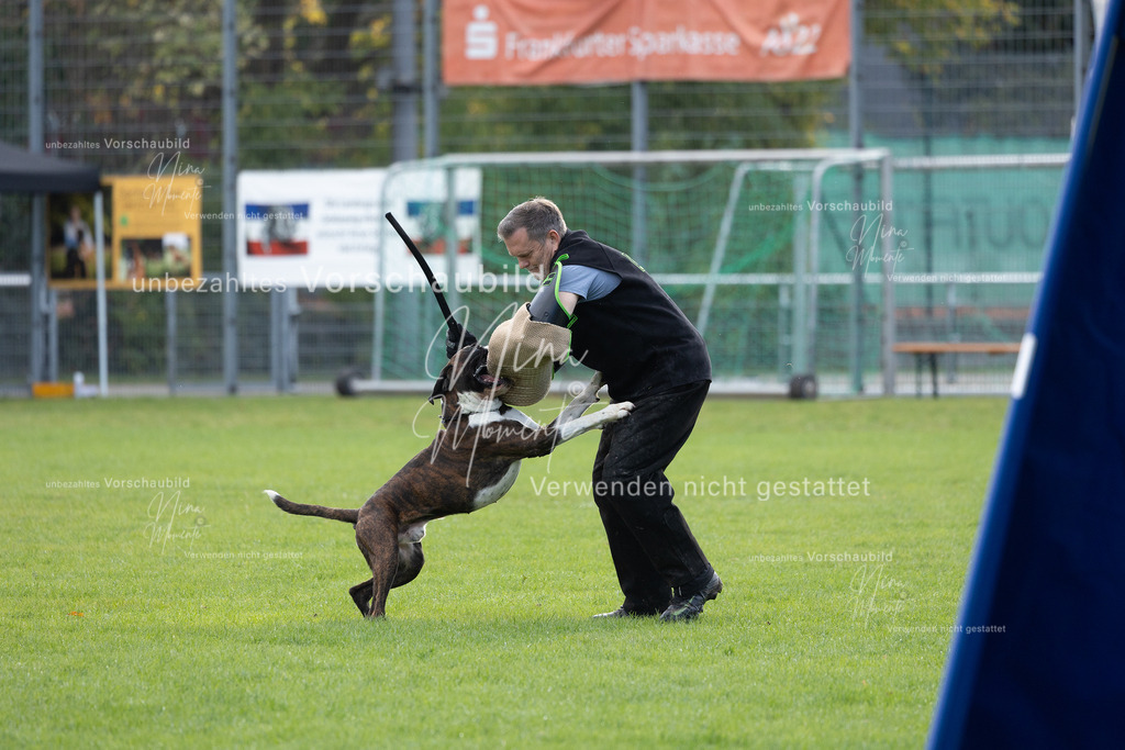 _16A6549 | Einzigartige Fotos von Hunden & Menschen –Actionfotos, Portraits, Vereinsaufnahmen & Paarshootings – authentisch, lebendig & mit Herz.