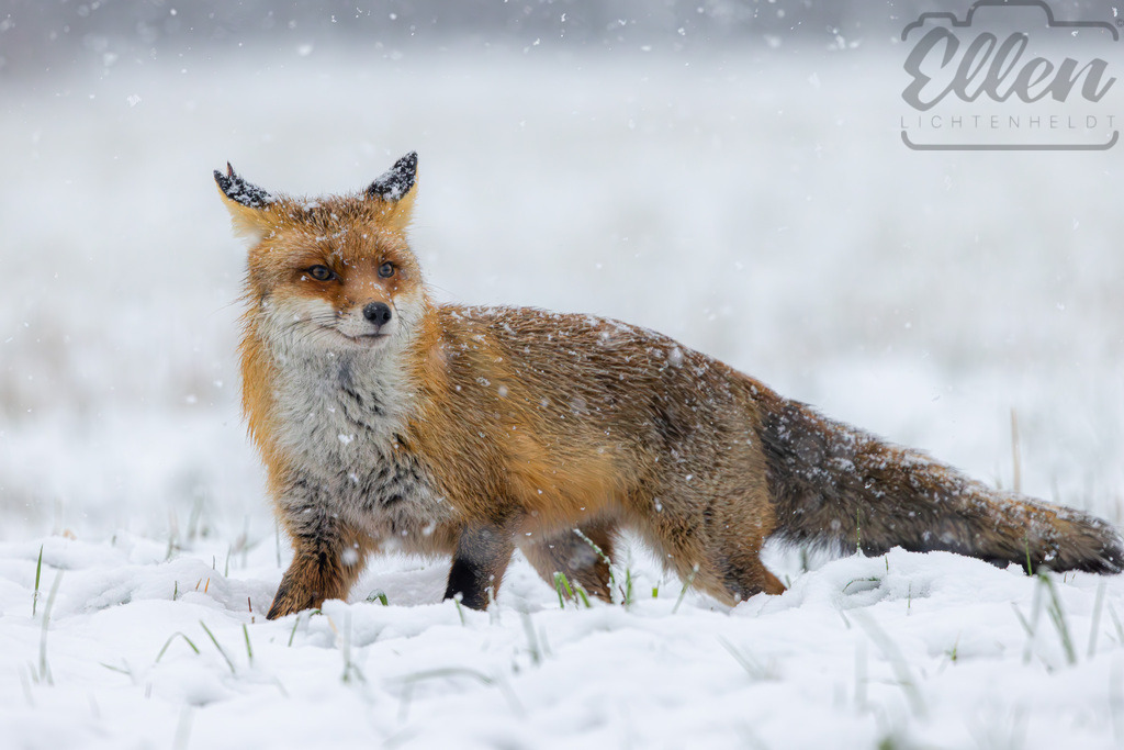 Winter's Gaze | In the quiet beauty of winter, the fox stands watch, embodying strength and serenity. - Realisiert mit Pictrs.com