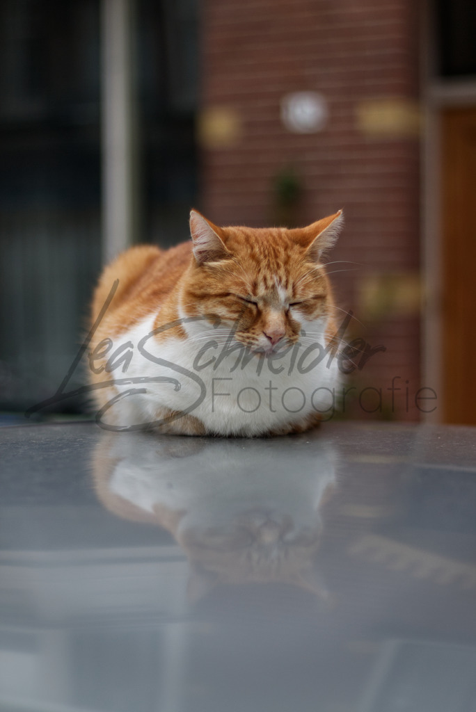 Natur & Tiere 9 | Schlafende Katze auf einem Auto mit Spiegelung - Realisiert mit Pictrs.com