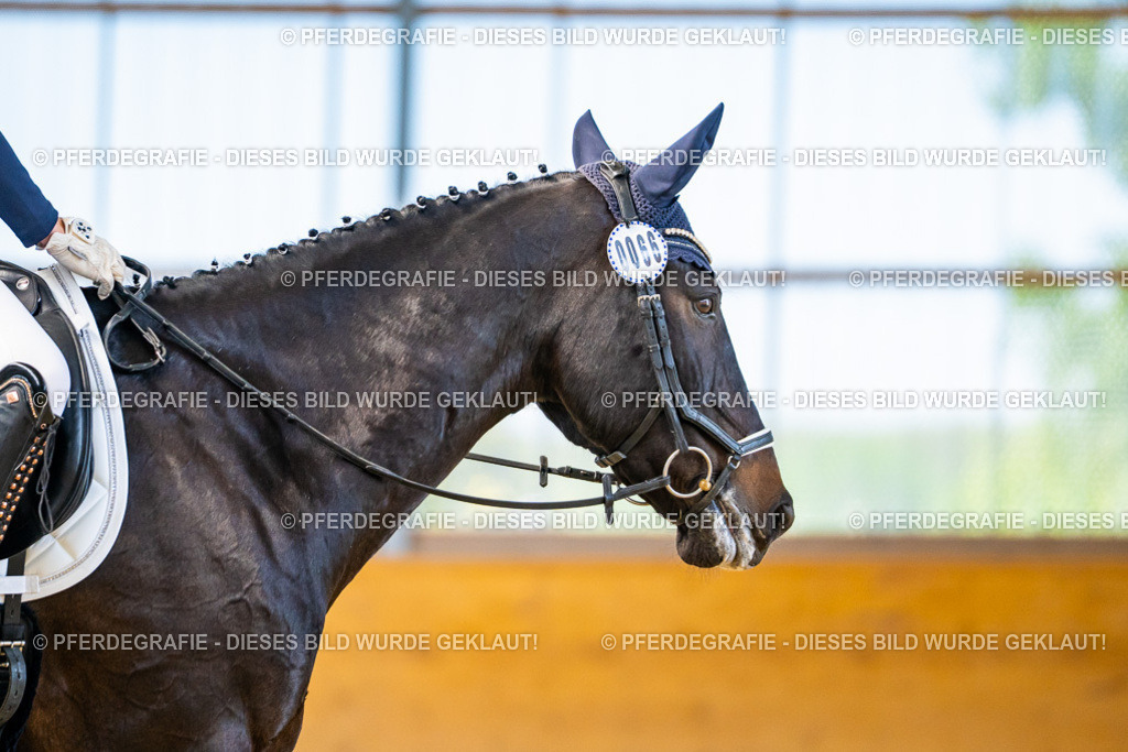 DSC08564 | Pferdegrafie