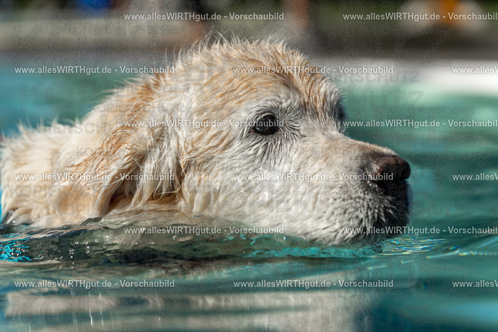Hundeschwimmen_Volksbad_2026-allesWIRTHgut_Tierfotografie-2609061305-121552-7R500498 | Professionelle Tierfotografie in Mönchengladbach von Daniel Wirth (allesWIRTHgut). Liebevolle & natürliche Bilder von Hunden & Katzen für unvergessliche Erinnerungen.