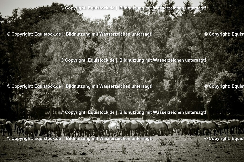 20150711_TOMsPiC_0197 | equistock