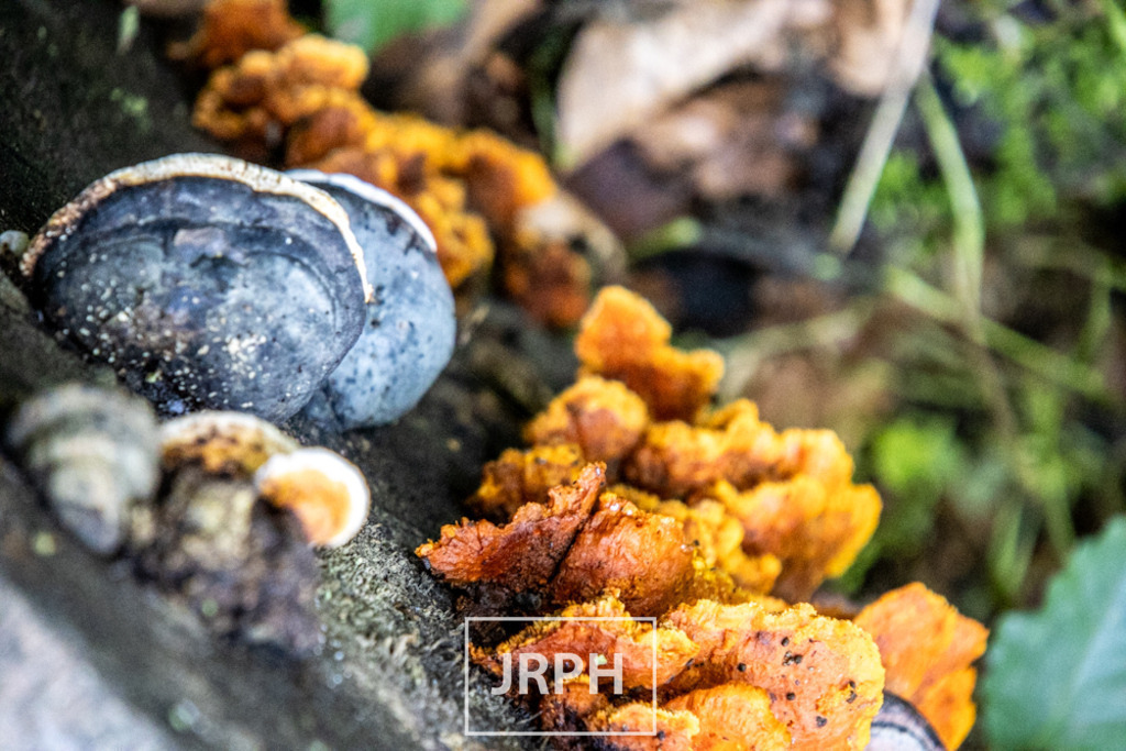 IMG_7997 | jrph - Realisiert mit Pictrs.com