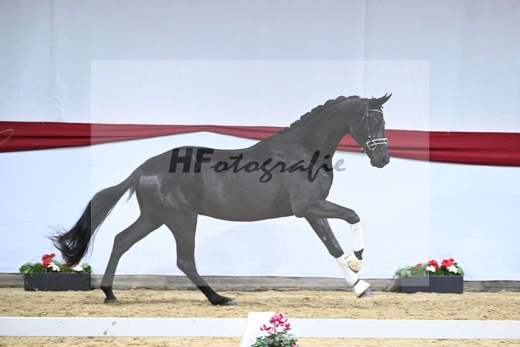 Kat-Nr. 72 v. Maracana_Tanner_63222109 | hf-fotografie - Realizzato con Pictrs.com