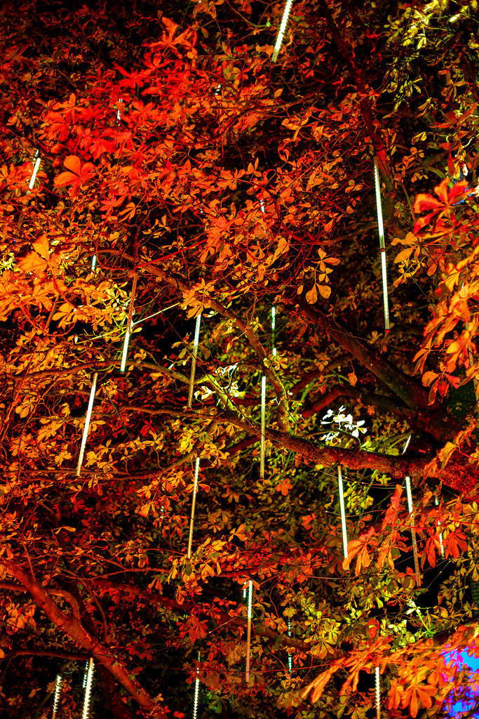 10 Baum der Wünsche_005 | Bildergalerie von Sport-Ereignissen aber auch von weiteren spannenden Dingen - nicht nur vom Niederrhein. In Anlehnung an den bekannten Spruch von Hanns Dieter Hüsch heißt das Motto: "Niederrhein ist überall".  - Realisiert mit Pictrs.com