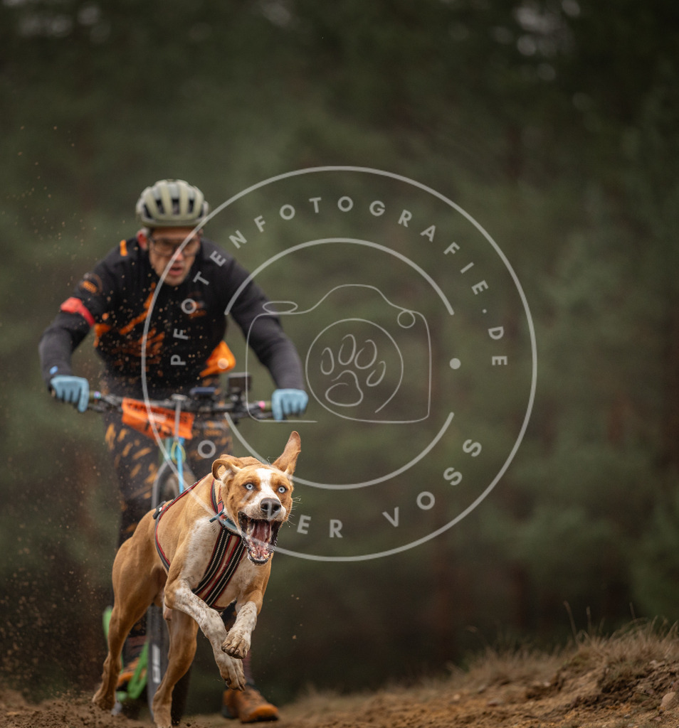 Pfotenfotografie_DV3A4204 | Hundefotografie, Tierfotograf, Pfotenfotografie, Fotoshooting Hund, Hunde Portrait, Hundesport, Hundeportraits, Heideshooting, Hunde, Sportfotograf, Hundefotograf, Turnierhundsport, THS,  - Realisiert mit Pictrs.com