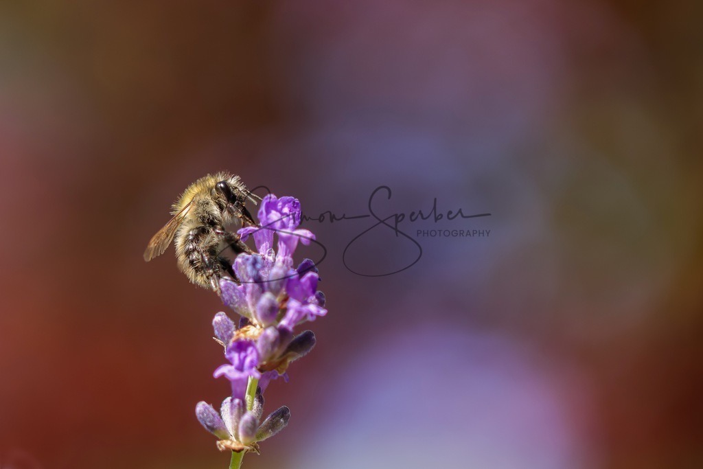 Wildbiene auf Lavendel | Simone Sperber, svb-photography,Fotografin,Bilddesignerin,Naturfotografie,Macrofotografie,Tierfotografie,Wildtierfotografie,Ausstellungen,Auftragsfotografie,Kunst,Art,Photographer,Shootings,Bildberatbeitung,Galerie,Shop
