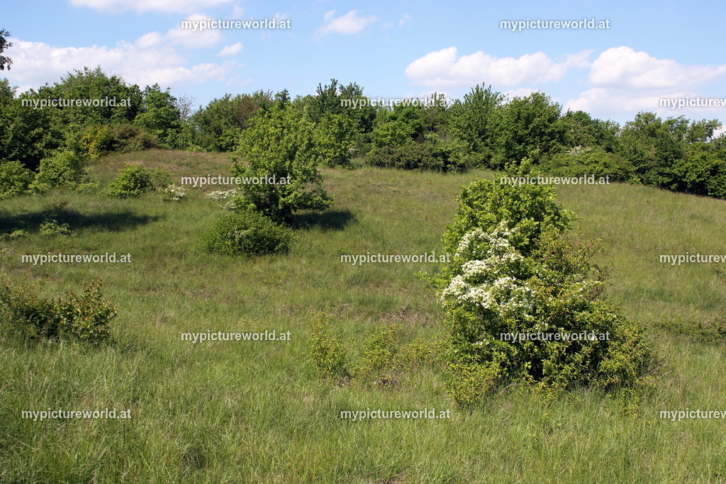 Breitenbrunn-037 | Das Bilderarchiv über Tiere, Planzen und Landschaften. In der Bilddatenbank finden Sie ein große Auswahl an hochwertigen Bilder für Ihre Werbung - Realisiert mit Pictrs.com