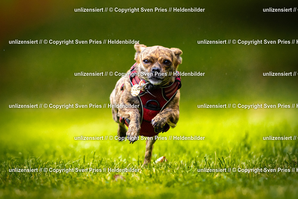 Sven Pries | 2025-09-21 - Hunderennen Baden-Oos - Realisiert mit Pictrs.com