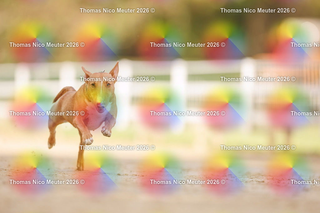 Thomas_Nico_Meuter(C)_03. Oktober 2026_223A6627 | Bild von Thomas Nico Meuter - Realisiert mit Pictrs.com