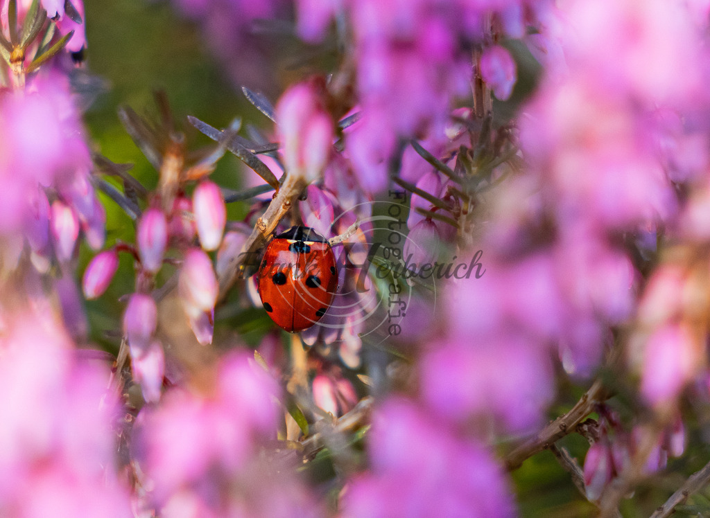_X0A8669bea | Frank Herberich Fotografie, Frank Herberich, Fotografie, Hochzeit, Portrait, St. Peter Ording, Ording, Westerhever, Nordsee, Frank Fotografie, Hardheim,  Odenwald,Walldürn, Band,Eventfotografie - Realisiert mit Pictrs.com