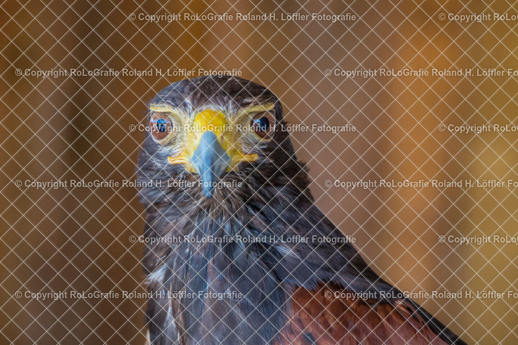 Hawk | Hawk Porträt - Realisiert mit Pictrs.com