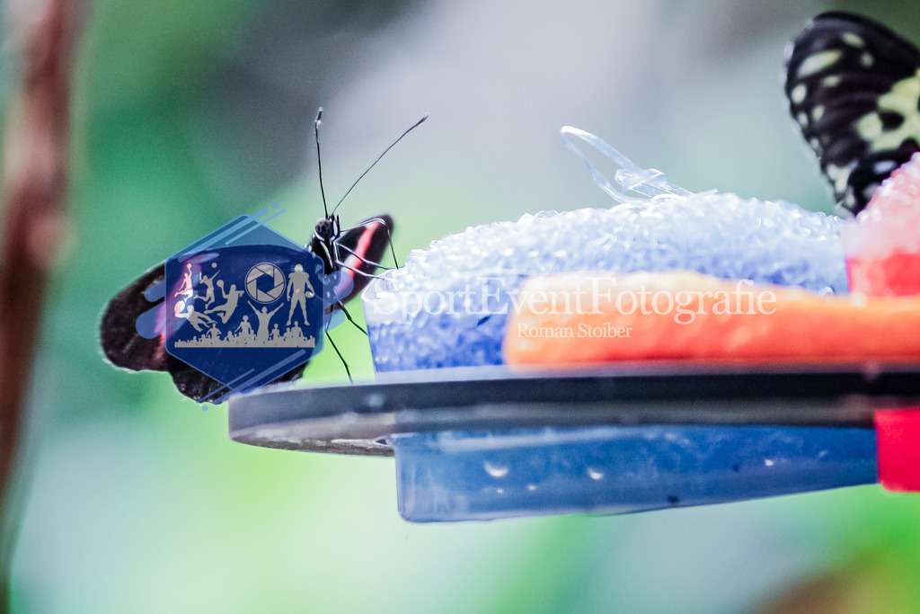 IMG_20100605_810 | SportEventFotografie - Roman Stoiber