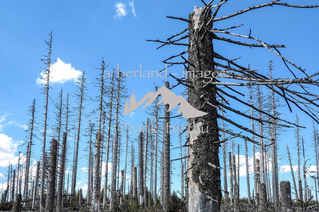 09052016-fb-1994 | Stürme und Borkenkäfer setzen dem Wald zu, ob im Bayerischen oder Böhmerwald, die gleichen Probleme