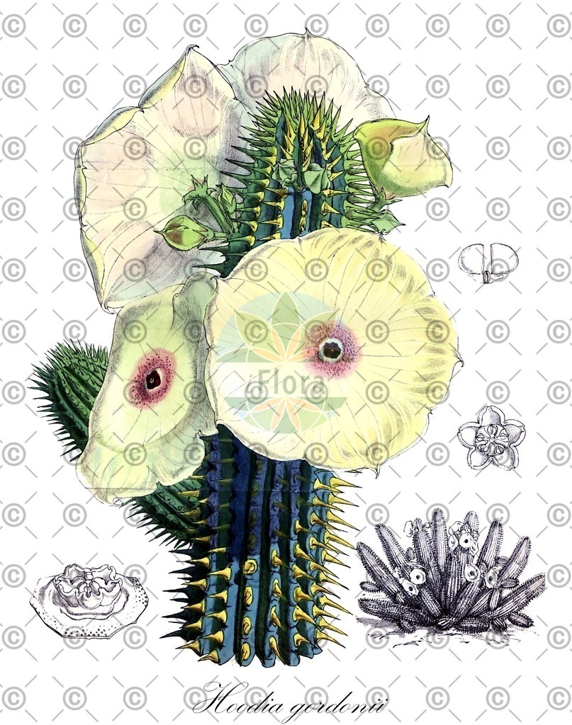 HistAbb_wfo-0000874635_1_ENZY_Simple | Historische Abbildung von Hoodia gordonii - Apocynaceae | Historical Illustration of Hoodia gordonii - Apocynaceae