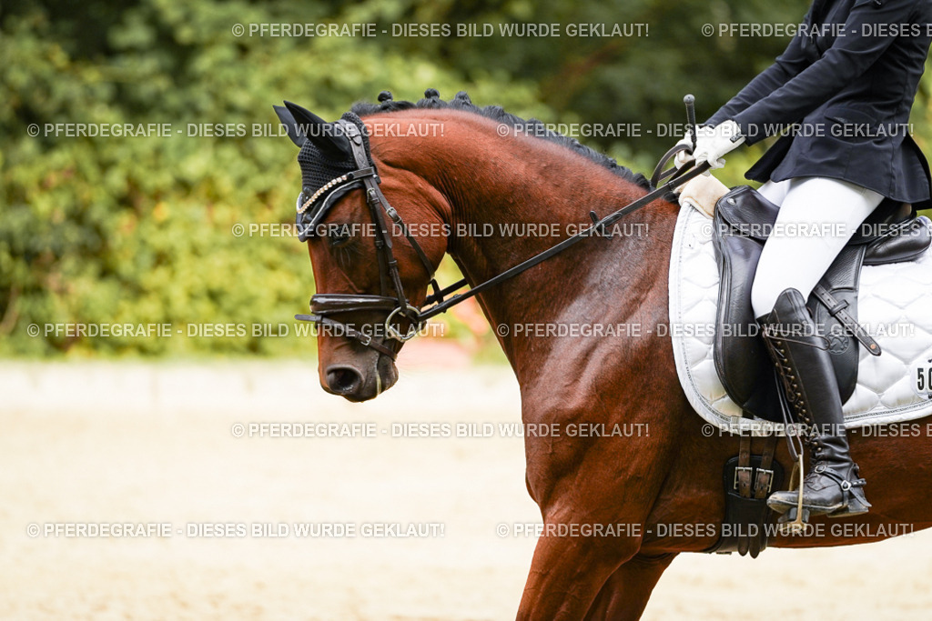 DSC09185 | Pferdegrafie