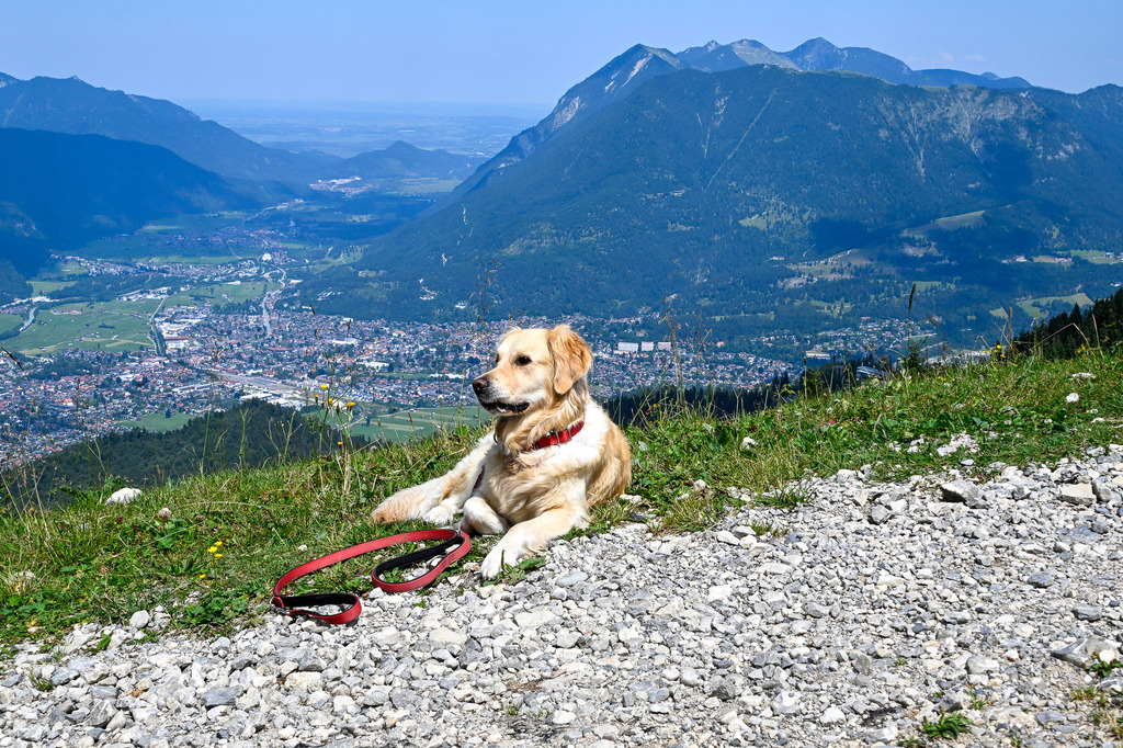 Treuer Begleiter am Gipfelglück | Ein Moment perfekter Ruhe hoch über dem Alltag: Ein prachtvoller Golden Retriever liegt entspannt am Wegesrand und blickt stolz über das weite Tal von Garmisch-Partenkirchen. Umgeben von saftigem Alpengrün und der imposanten Kulisse der bayerischen Berge strahlt diese Szene tiefes Vertrauen, Wandereuphorie und die pure Freude an gemeinsamen Naturerlebnissen aus. Ein Bild, das die Sehnsucht nach frischer Bergluft und unvergesslichen Abenteuern auf vier Pfoten weckt. - Realisiert mit Pictrs.com