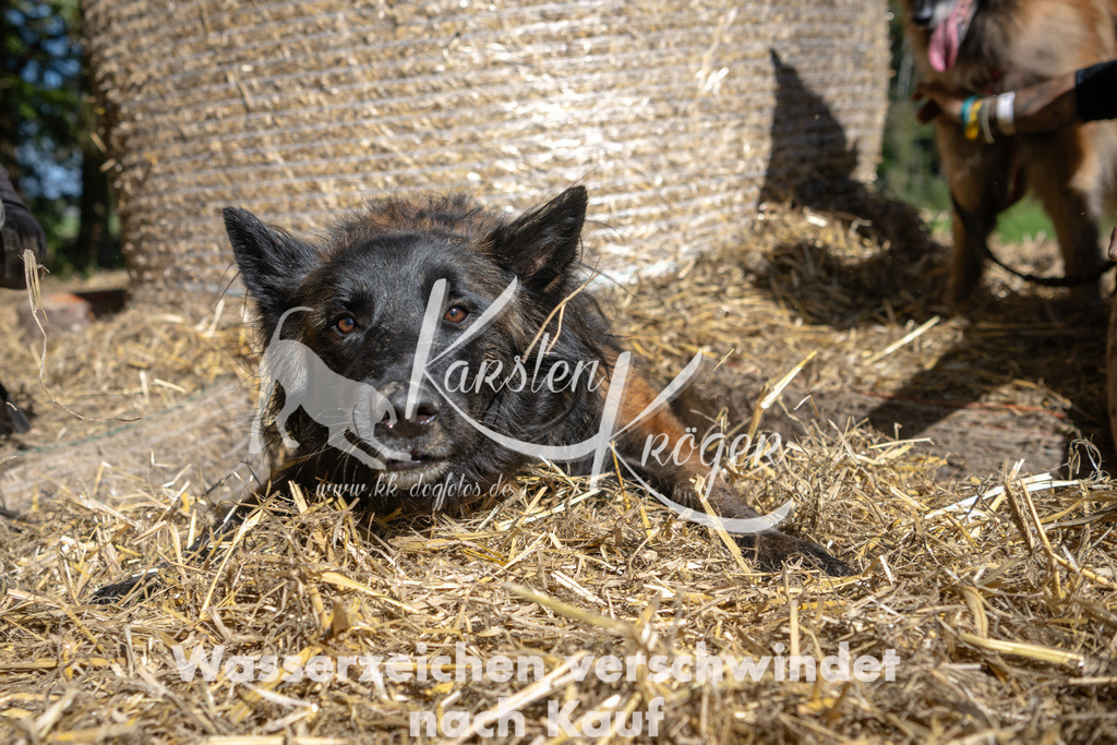 1234_ZZ91575-2 | kk-dogfotos