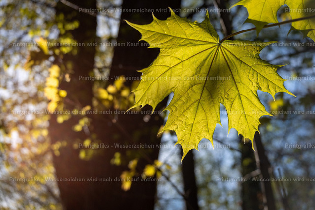Ahornblatt im Gegenlicht | Ein grünes Ahornblatt leuchtet im warmen Gegenlicht zwischen den Bäumen. Die feinen Blattstrukturen, das weiche Bokeh und das natürliche Sonnenlicht erzeugen eine ruhige, lebendige Waldstimmung. - Realisiert mit Pictrs.com