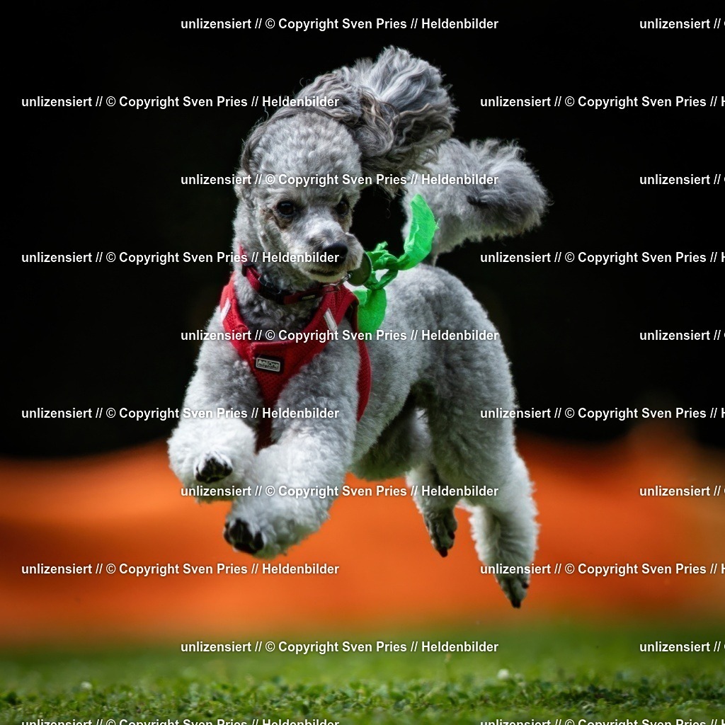 Sven Pries | 19. Allgemeines Hunderennen Karlsruhe Durlach - Realisiert mit Pictrs.com