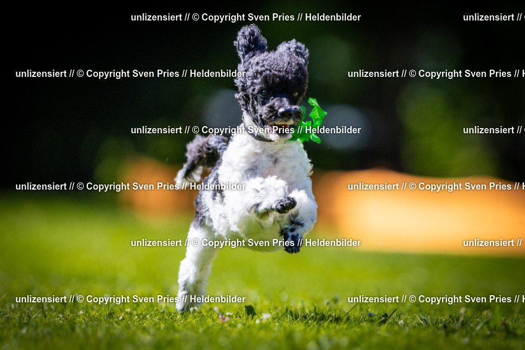 Sven Pries | 2025-08-10 - Hunderennen Durlach - Realisiert mit Pictrs.com