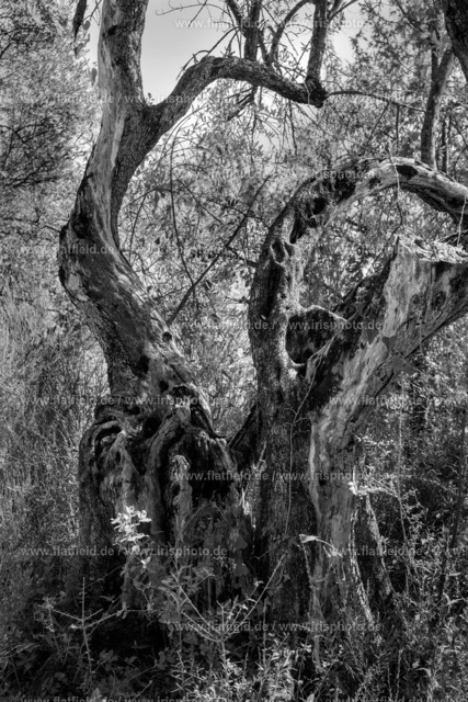 Olivenbaum | Naturfoto aus der Provence