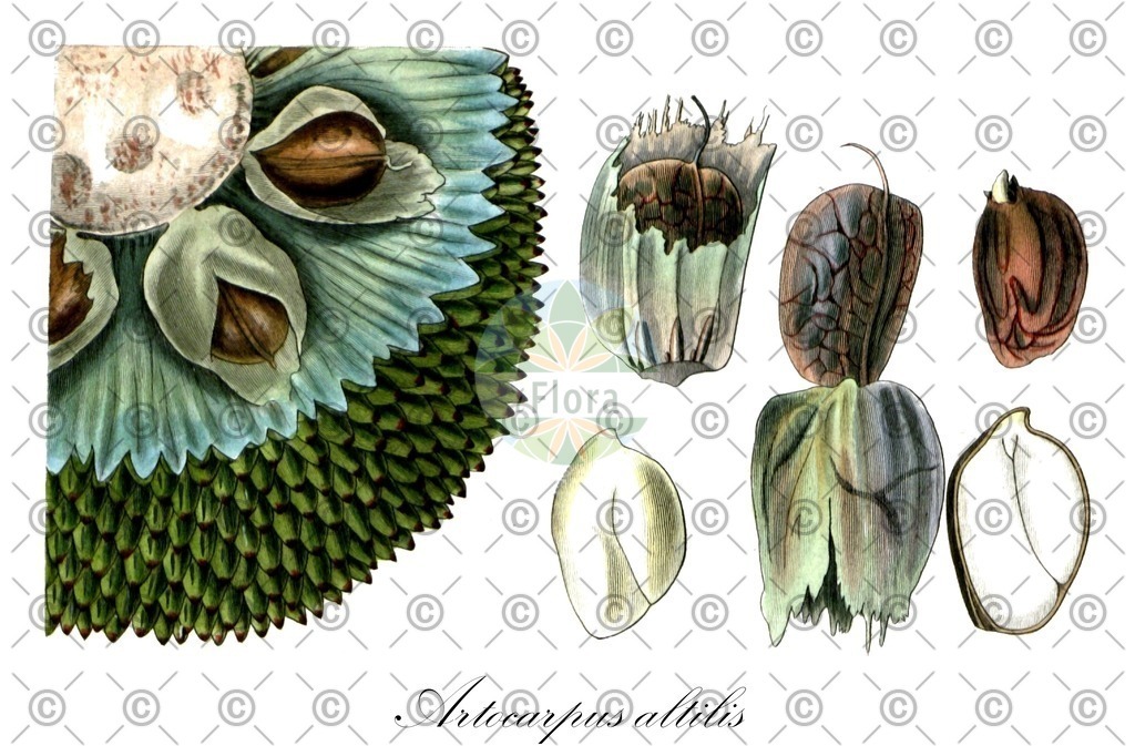 HistAbb_wfo-0000550425_3_ENZY_Simple | Historische Abbildung von Artocarpus altilis - Moraceae | Historical Illustration of Artocarpus altilis - Moraceae