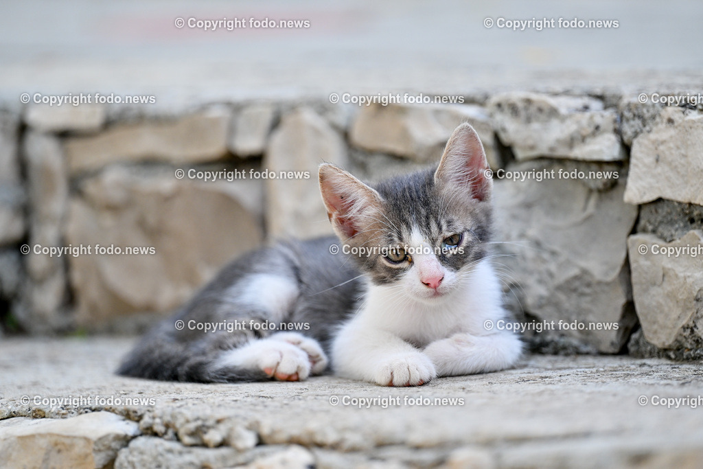 Katze_ Katzen_ 16.10.2024-24 | 16.10.2024, Linz, AUT, Haustier, Katzen, im Bild Haustier, Katze, Katzen, Kater, Stubentiger, Babykatze, Mietze, Fellnase, Tierfotografie, Heimtier