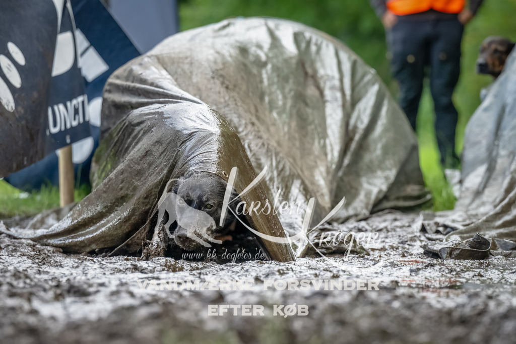 1153_ZZ90054-Bearbeitet | kk-dogfotos