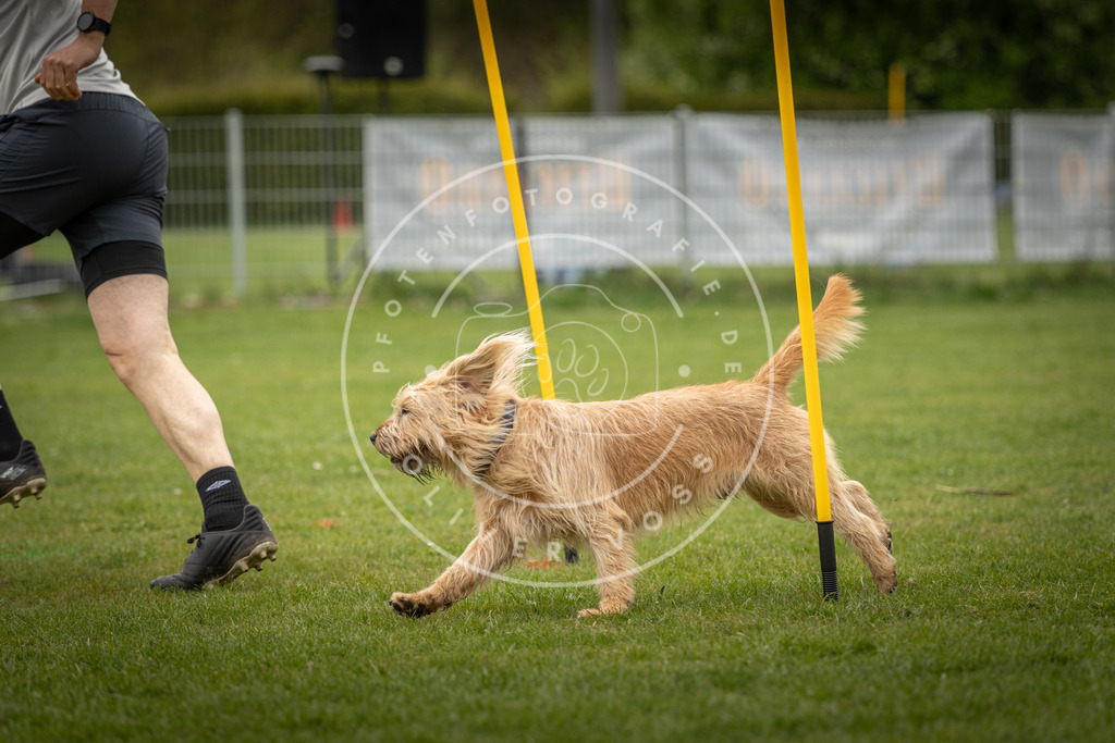 Pfotenfotografie_DV3A2030 | Hundefotografie, Tierfotograf, Pfotenfotografie, Fotoshooting Hund, Hunde Portrait, Hundesport, Hundeportraits, Heideshooting, Hunde, Sportfotograf, Hundefotograf, Turnierhundsport, THS,  - Realisiert mit Pictrs.com