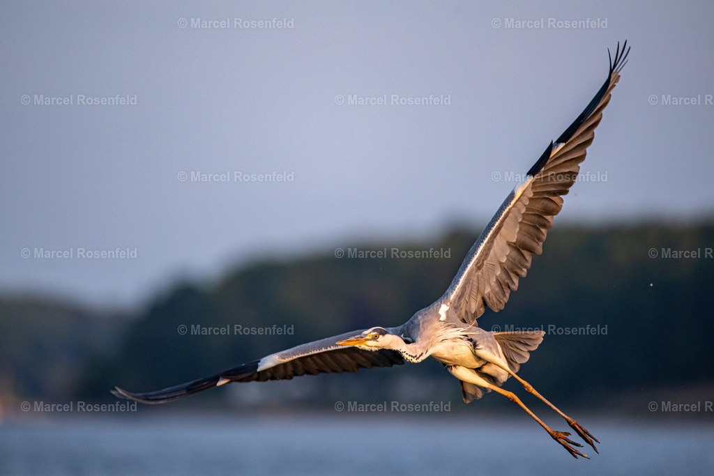 _DSC6100 | foto-rosenfeld