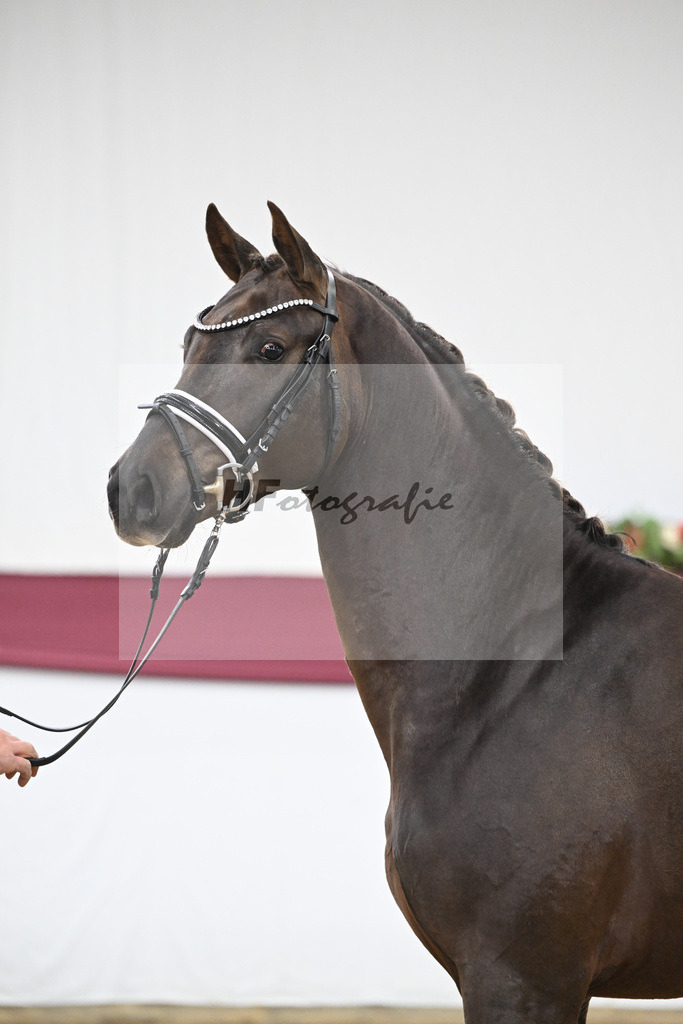 Kat-Nr. 126 Va Bene x Fuerst Jazz_Johannes Gaab_47254167 | hf-fotografie - Realisiert mit Pictrs.com