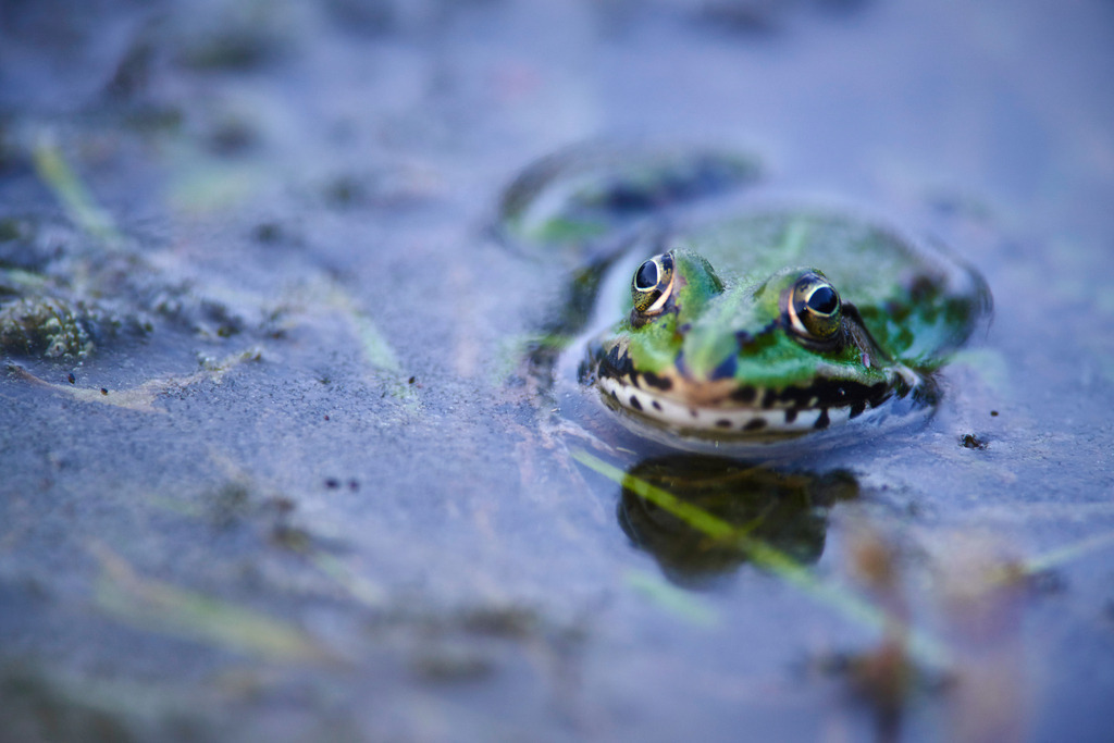 Teichfrosch im Wasser | Rauchwart, Austria - May 08, 2015: Teichfrosch im Wasser. - Realisiert mit Pictrs.com