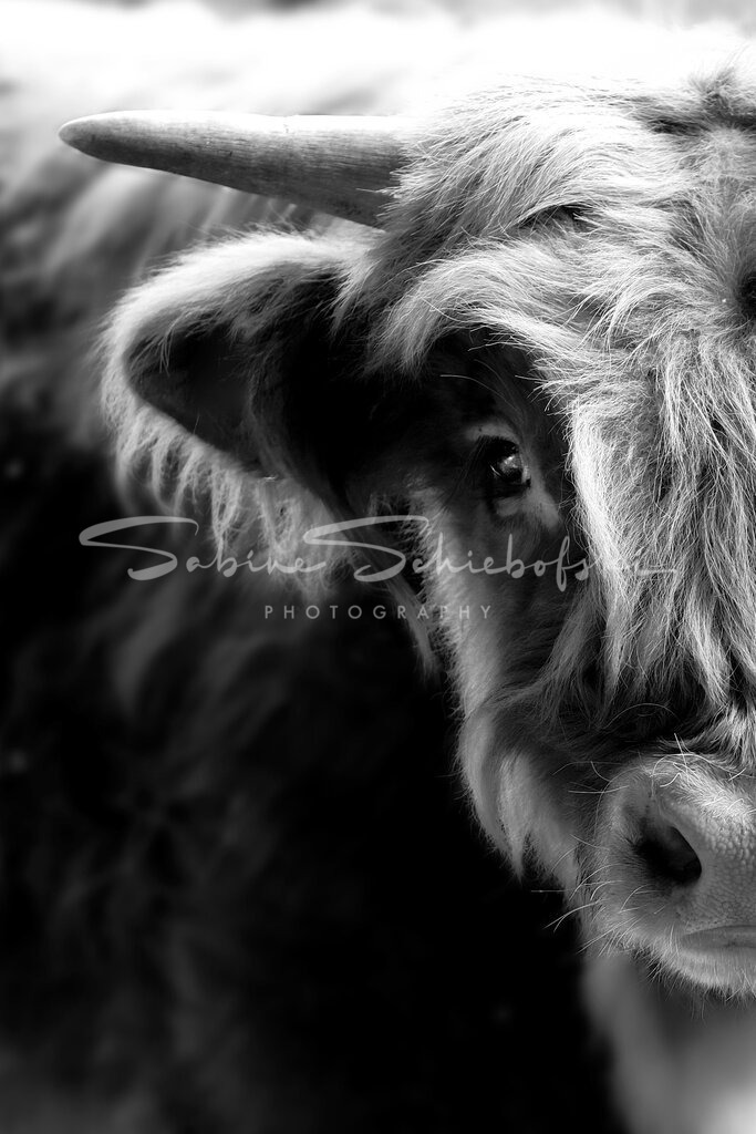 20-05-102020_05-NEU_29sw_Ausschnitt_SW_NEU | People- und Tierfotografie, Imageaufnahmen, Veranstaltungsfotografie und Wandbilder aus der Natur ★ Made in Germany ✔️ Druck + Downloads ✔️ Naturfotografie in Top Qualität ★ schneller Versand, weltweite Lieferung! - Realisiert mit Pictrs.com