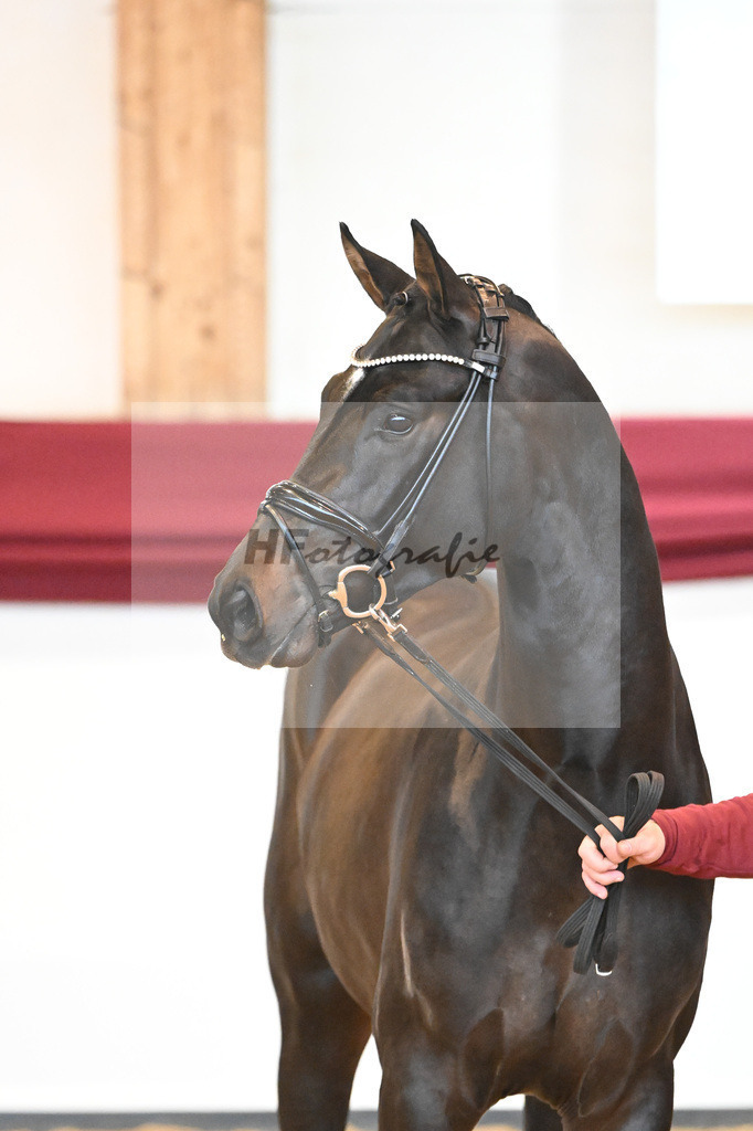 Kat-Nr. 19 v. Desperados_Reesink Horses_66220294 | hf-fotografie - Realisiert mit Pictrs.com