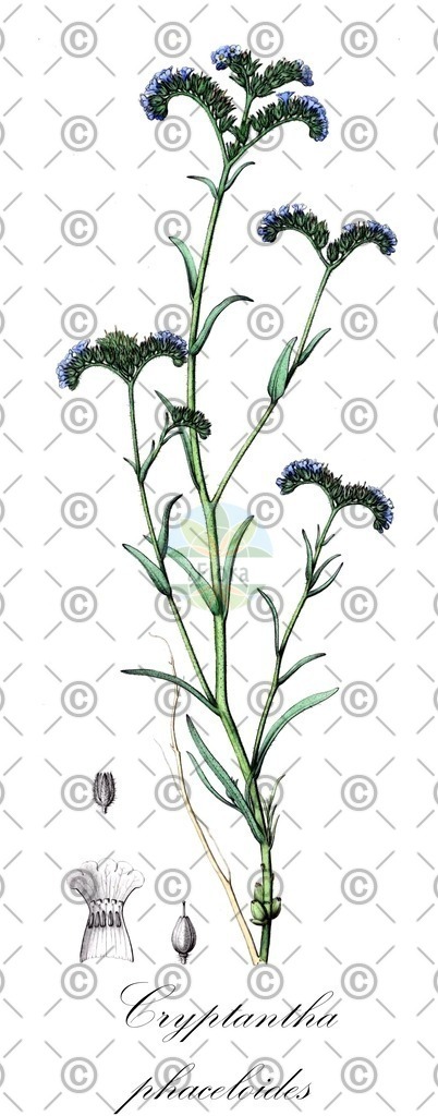 HistAbb_wfo-0000364805_1_ENZY_Simple | Historische Abbildung von Cryptantha phaceloides - Boraginaceae | Historical Illustration of Cryptantha phaceloides - Boraginaceae