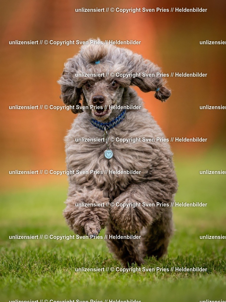 Sven Pries | 2024-09-22 - Hunderennen Baden-BadenPudelverein - Realisiert mit Pictrs.com