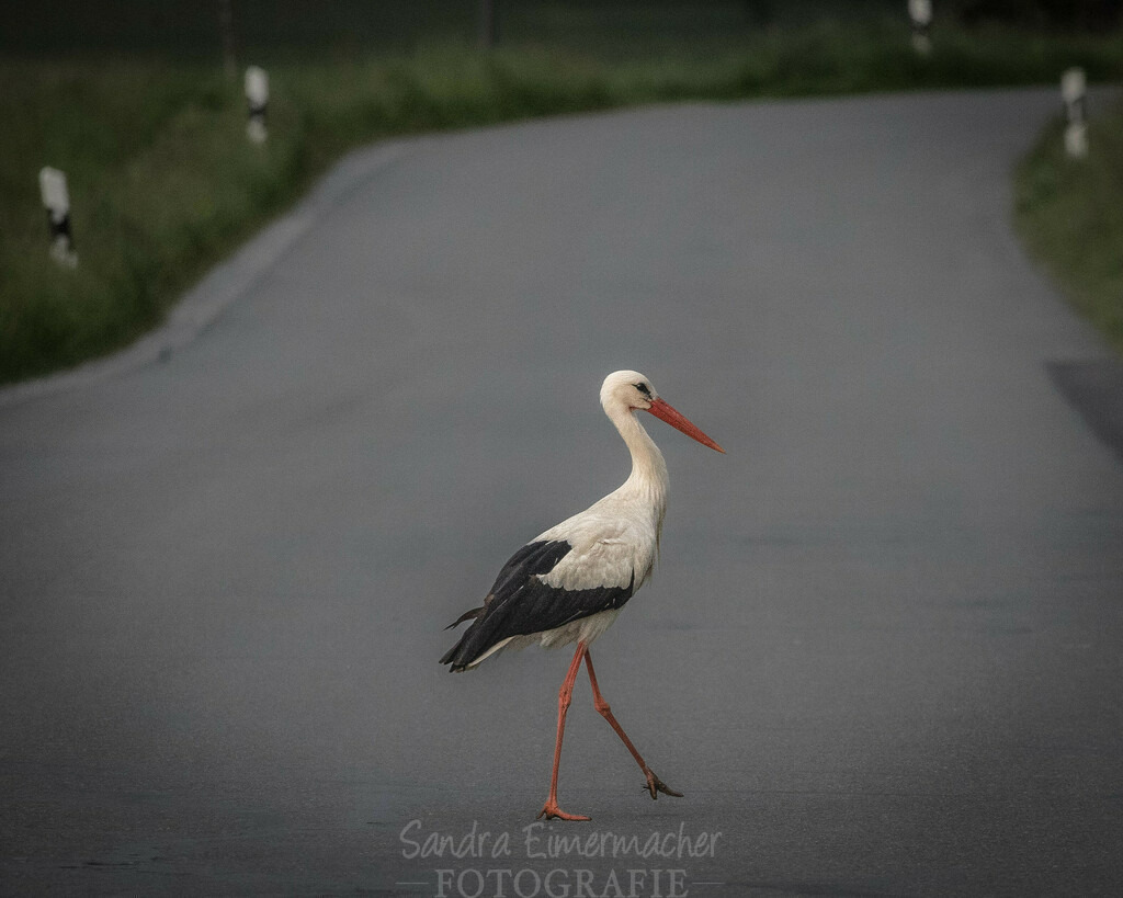 Storch auf der Landstraße | Storch überquert bei seinem Morgenspaziergang die Landstraße - Realisiert mit Pictrs.com