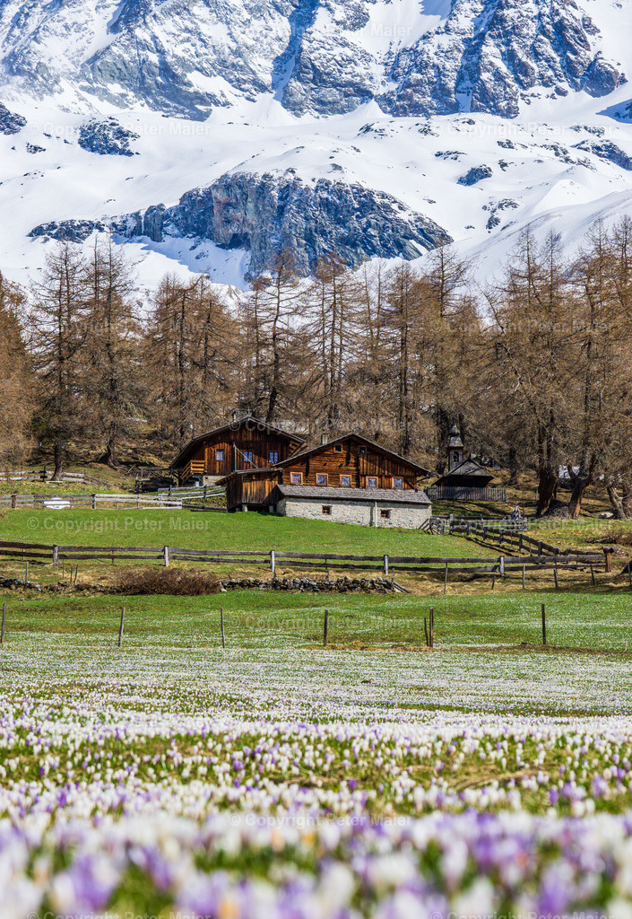Frühling_Kals_Lucknerhaus_2020-26 | piet_flosse