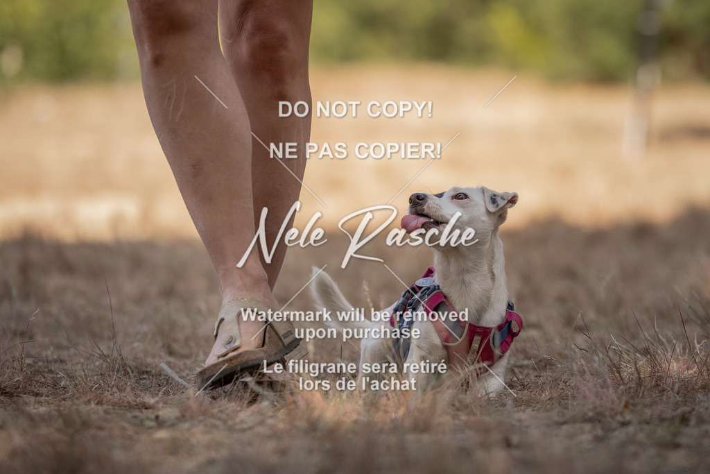 nelerasche_soDD2_220 | nelerasche