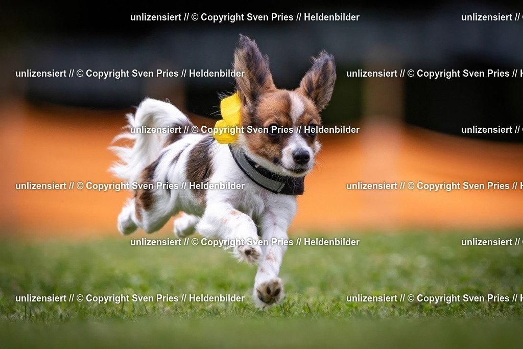 Sven Pries | 19. Allgemeines Hunderennen Karlsruhe Durlach - Realisiert mit Pictrs.com