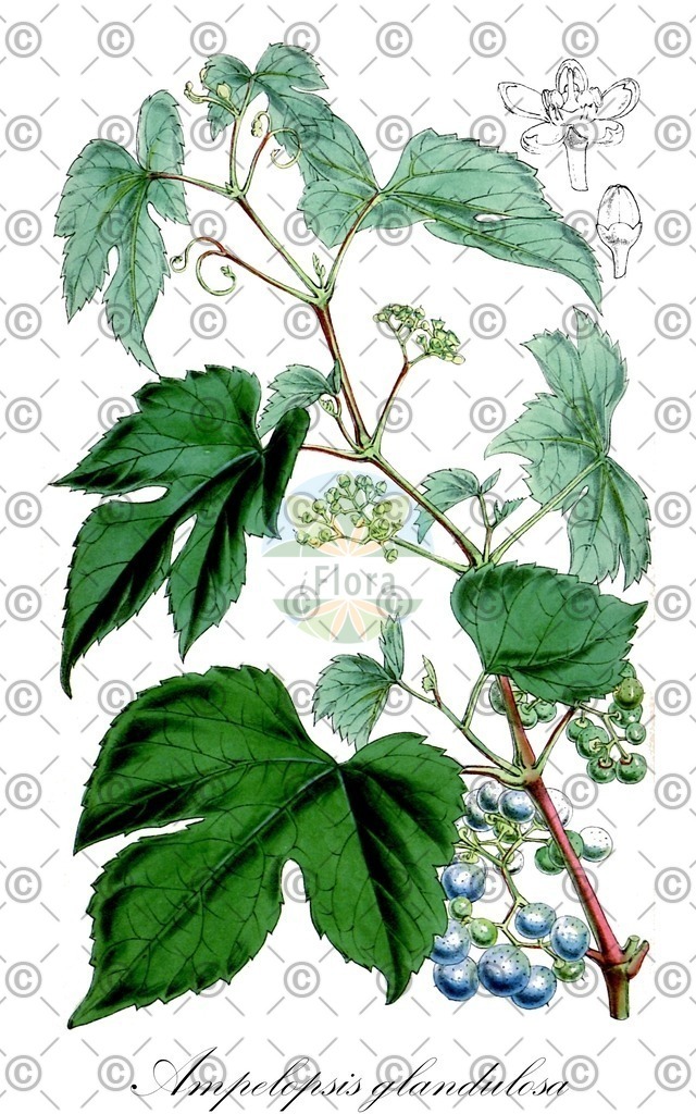 HistAbb_wfo-0000531668_1_ENZY_Simple | Historische Abbildung von Ampelopsis glandulosa - Vitaceae | Historical Illustration of Ampelopsis glandulosa - Vitaceae