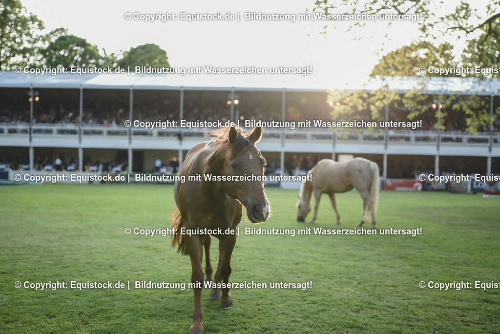 20230526_Impressionen_0336 | equistock